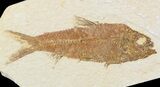 Bargain Knightia Fossil Fish - Wyoming #48178-1
